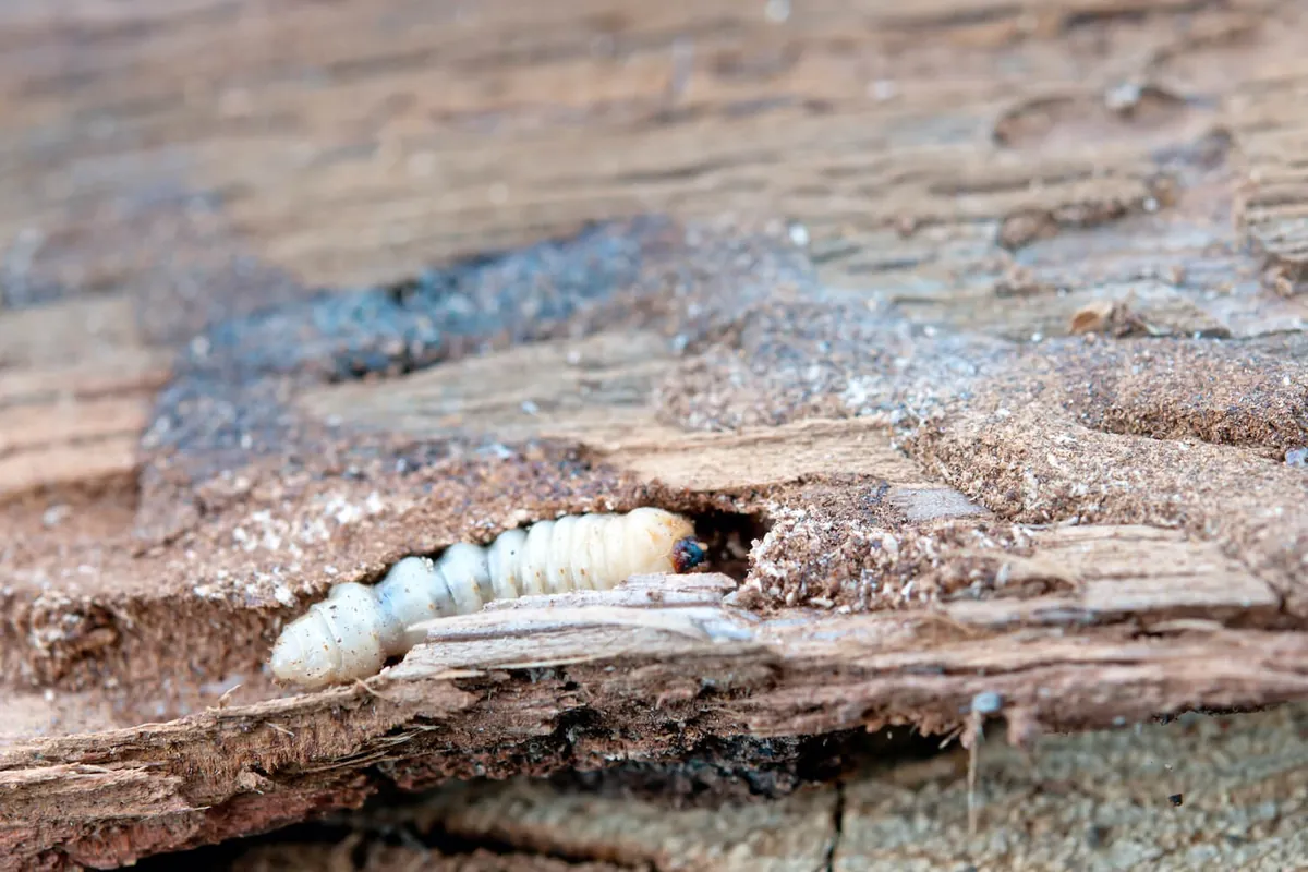 Fachgerechte Behandlung gegen Holzwurm in Paderborn