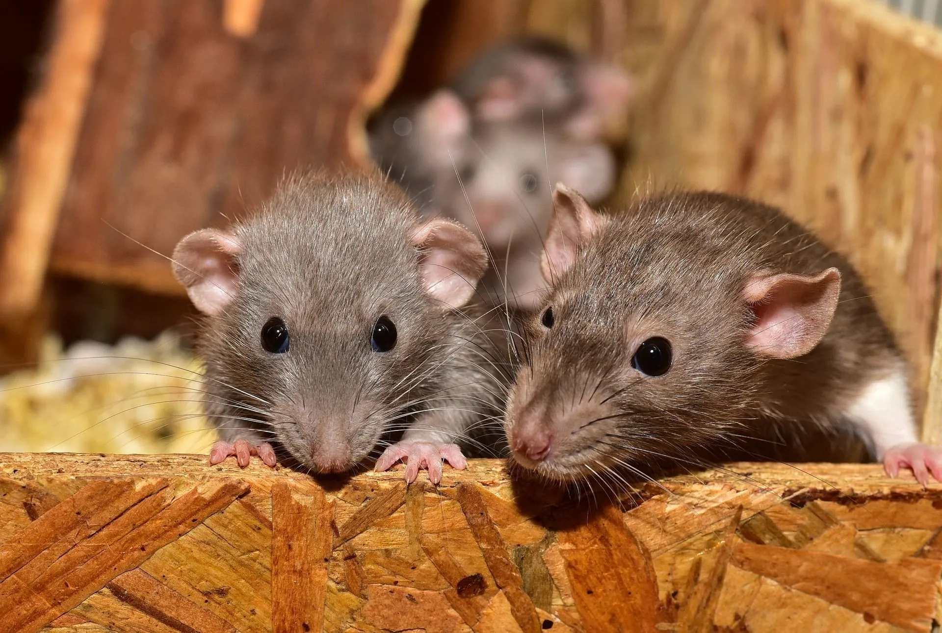 Ratten & Mäuse in Paderborn
