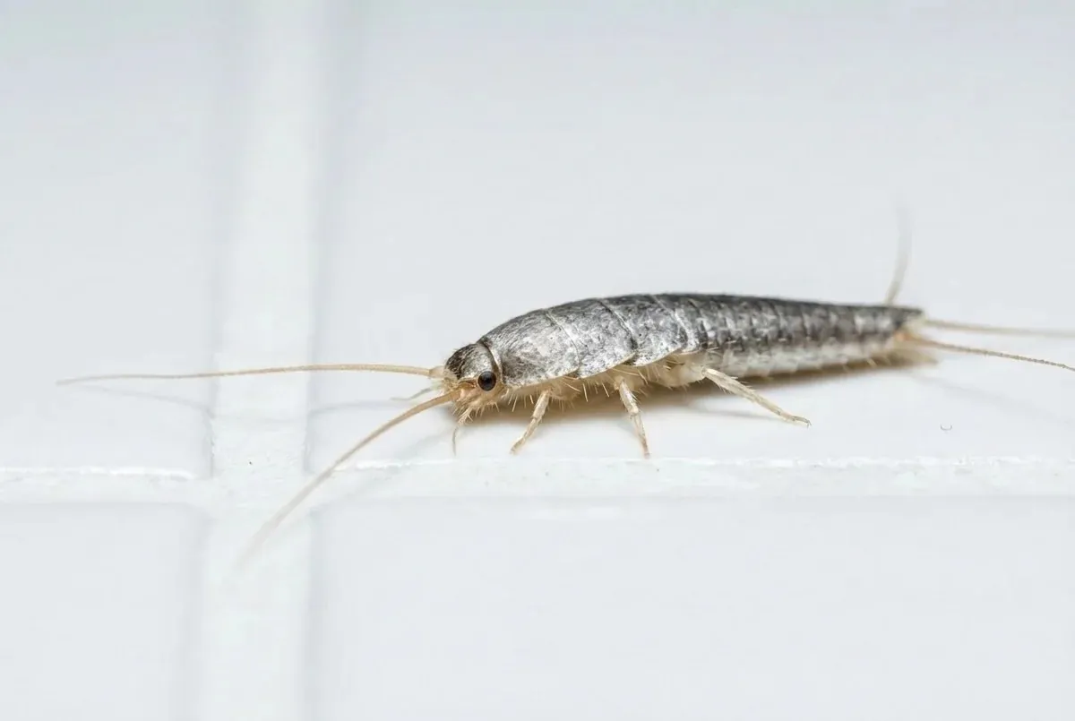 Fachgerechte Behandlung gegen Silberfische in Paderborn
